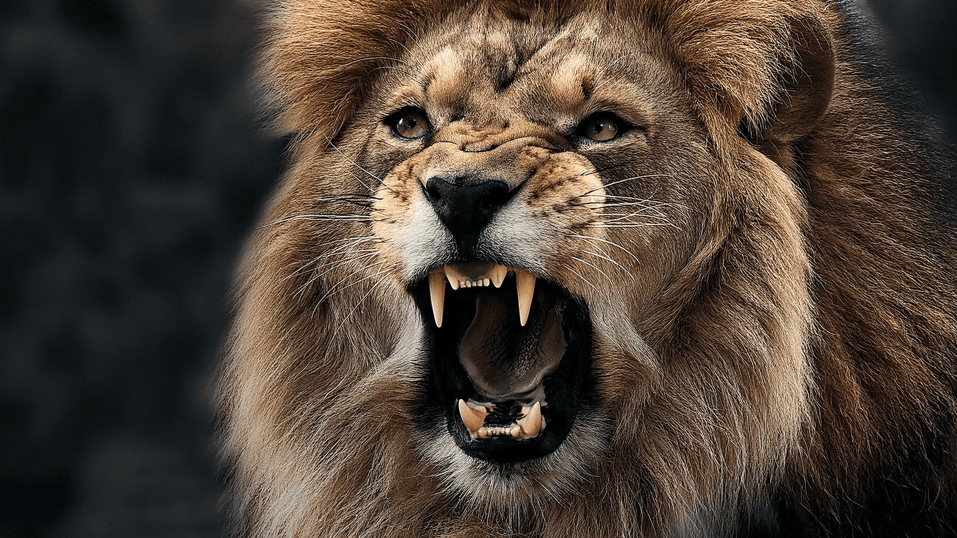 Close-up of a roaring lion showing its sharp teeth and detailed mane against a dark background.